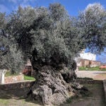 El árbol que lo ha visto todo: 4.000 años de vida y aceitunas sin descanso