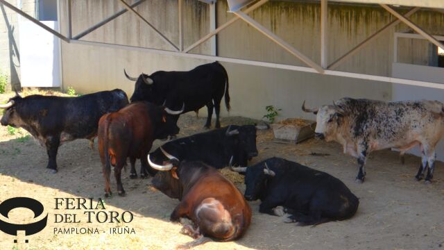 Ya están sorteados los serios y temidos toros de Cebada Gago para esta tarde en Pamplona 