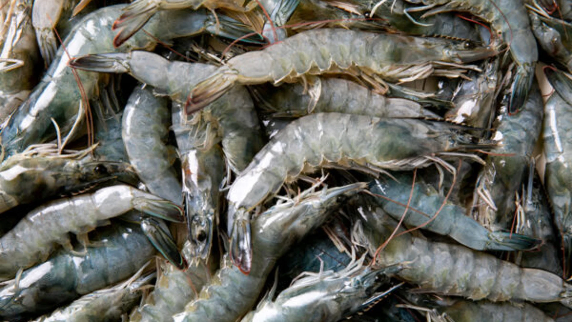 Así son los langostinos que se crían en Medina del Campo