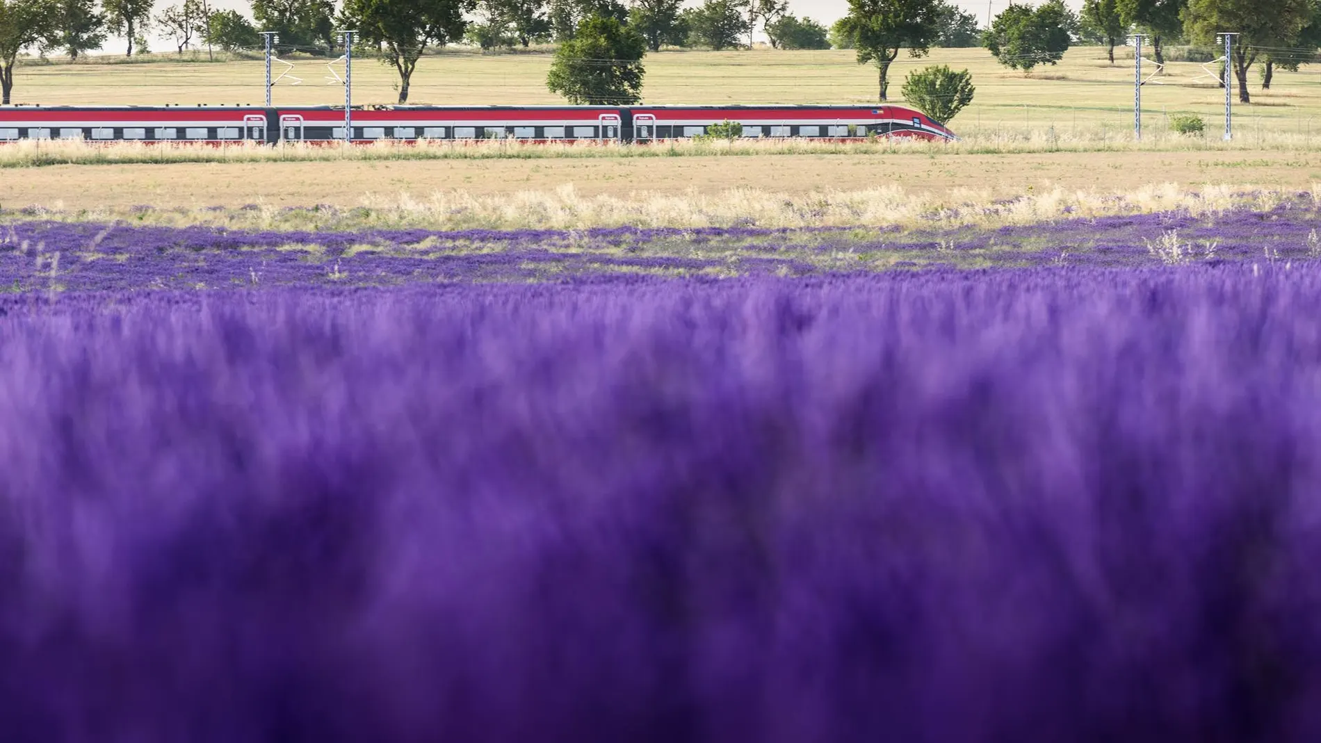 Renfe vuelve a poner en marcha el jueves el 'Tren de la Lavanda' para conocer los campos de Brihuega (Guadalajara)