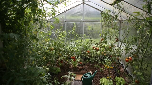 Lo tiras (casi) todos los días y podría mejorar el crecimiento de tus plantas