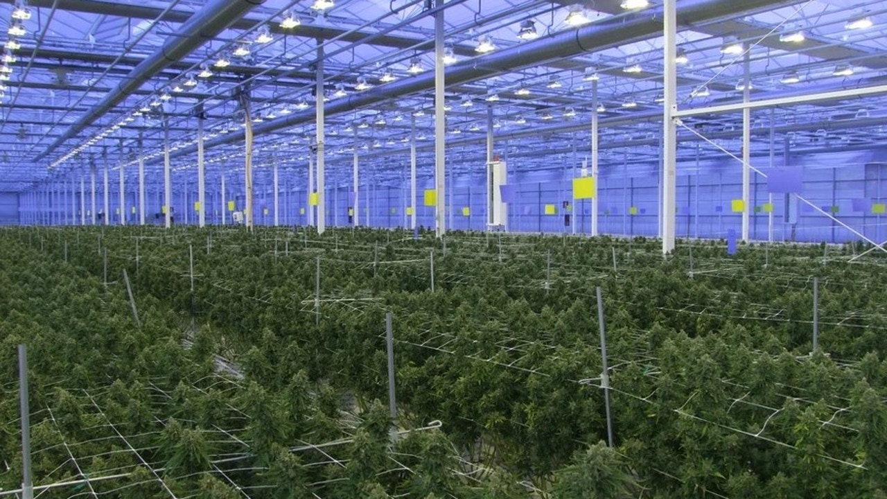 Tres detenidos en una plantación de marihuana con 4.500 plantas valoradas en 3 millones