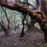 Las brujas de Anaga: misterio, niebla y magia en el bosque más encantado de España