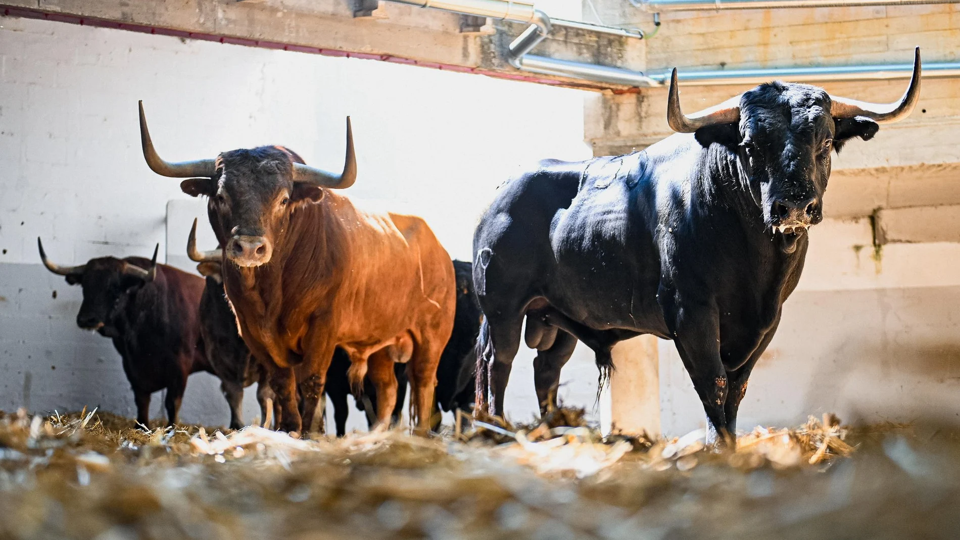 Así son los pavorosos toros de Victoriano del Río, sorteados ya, para esta tarde en Pamplona