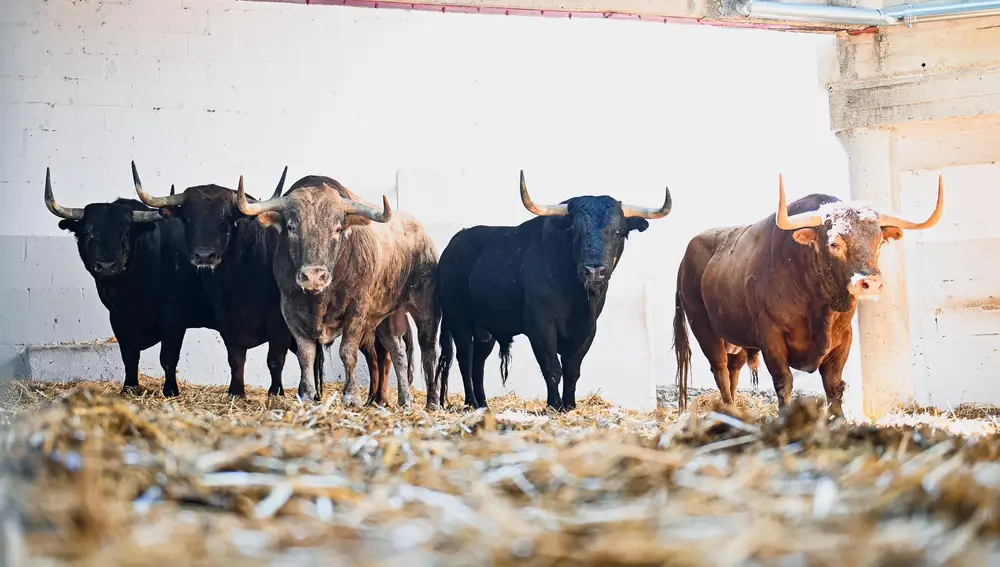 Los toros de Victoriano del Río