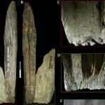 Encuentran una "navaja suiza" de 130.000 años, pero no la hizo nuestra especie