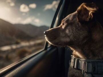 Transporte de perros en coche; c&oacute;mo cumplir la normativa DGT y viajar seguro este verano 2025