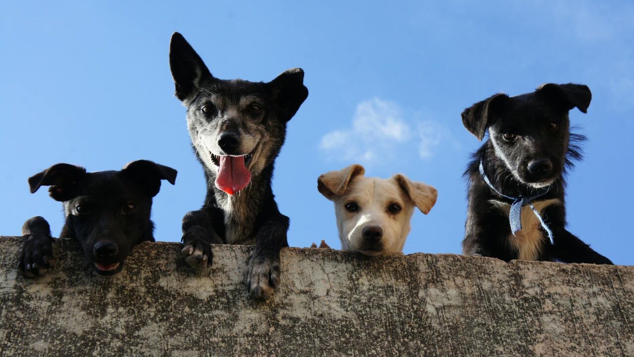 ¿Cuánto sabes sobre perros? Responde a las preguntas de este test y ...