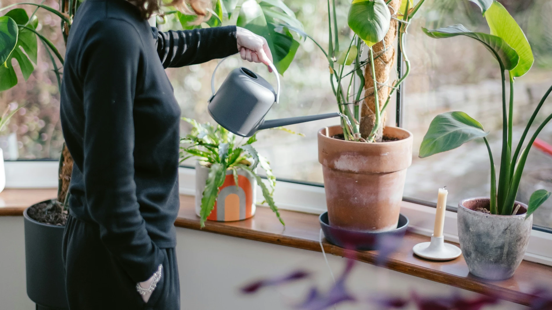 Cuál es la mejor hora para regar las plantas y por qué no es por la noche