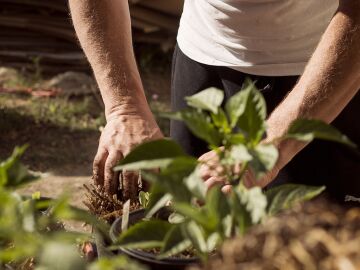El &aacute;rbol que todos quieren en su jard&iacute;n: resiste la sequ&iacute;a y da fruta en verano