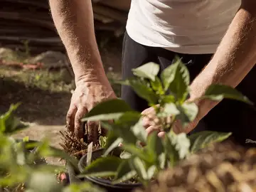 El árbol que todos quieren en su jardín: resiste la sequía y da fruta en verano El árbol que todos quieren en su jardín: resiste la sequía y da fruta en verano
