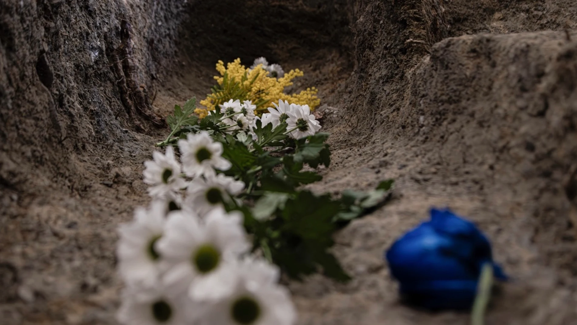 Flores en el Barranco de VíznarREMITIDA / HANDOUT por UGRFotografía remitida a medios de comunicación exclusivamente para ilustrar la noticia a la que hace referencia la imagen, y citando la procedencia de la imagen en la firma15/07/2025