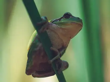 La rana que solo vive en el País Vasco: en el resto de España no puede sobrevivir La rana que solo vive en el País Vasco: en el resto de España no puede sobrevivir