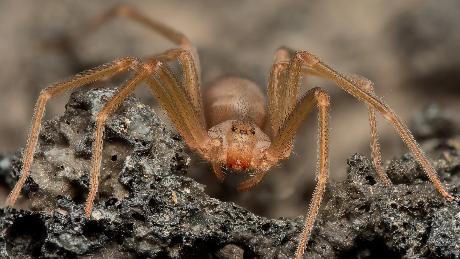 ¿Tienes este tipo de telarañas en tu casa? Si es así podrías tener la araña violinista muy cerca