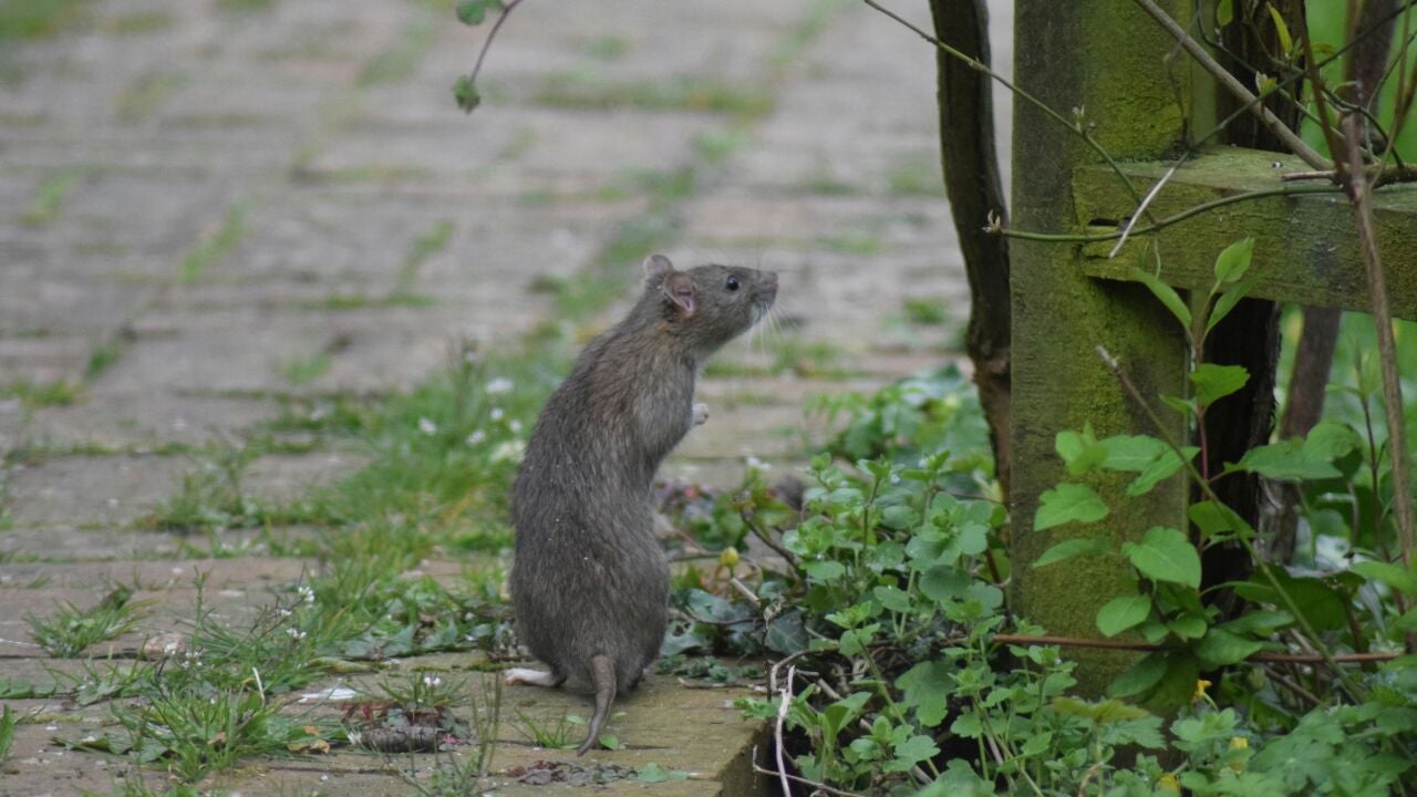 Parla cierra el parque del Universo para combatir una plaga de ratas