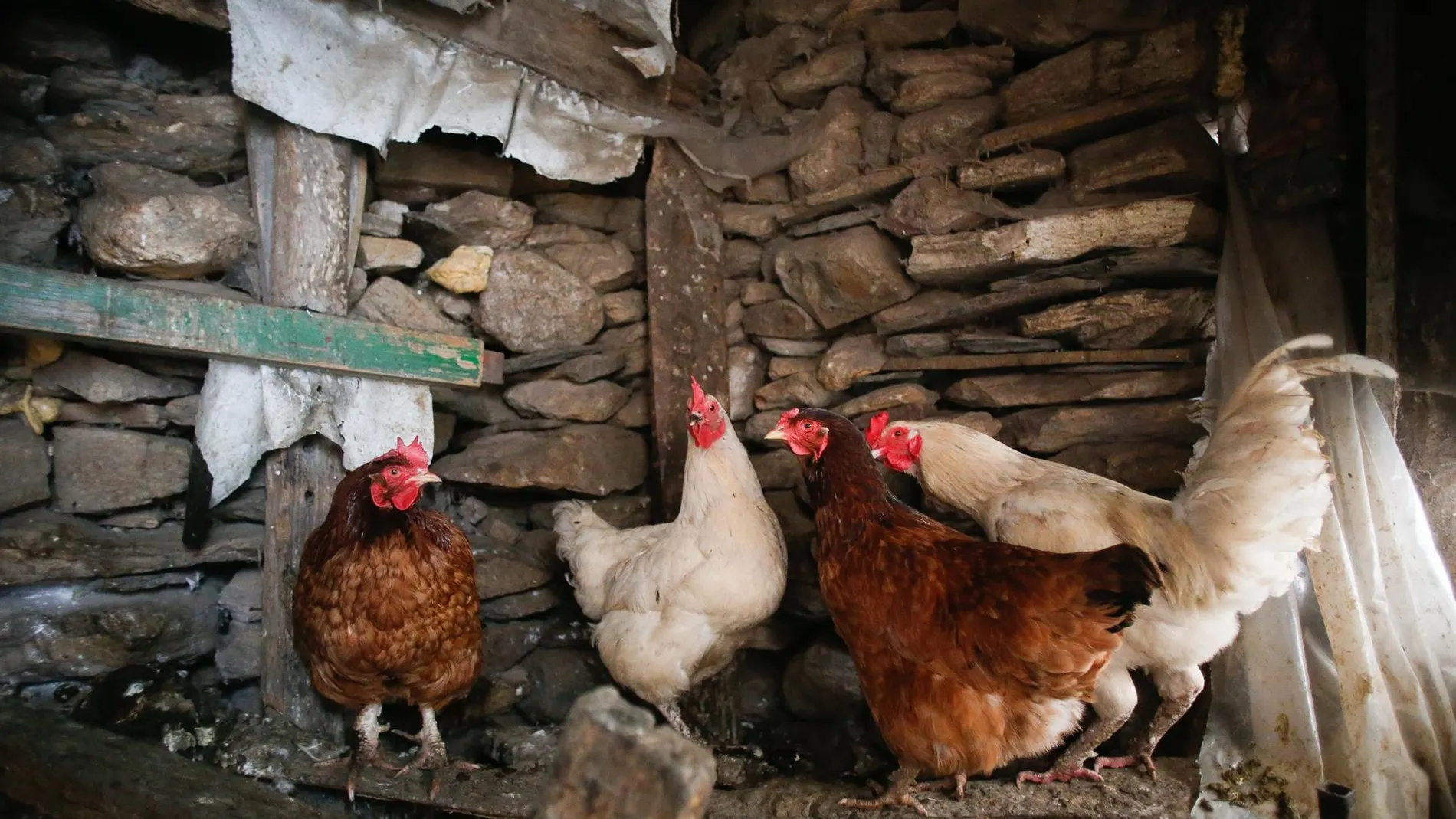 Economía.- Detectado el virus de Influenza Aviar en una explotación de aves de corral en Ahillones (Badajoz)