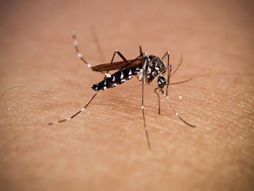 Toda la vida usando antipicaduras para los mosquitos y resulta que s&oacute;lo necesitaba el m&oacute;vil y este accesorio