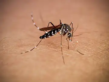 Toda la vida usando antipicaduras para los mosquitos y resulta que sólo necesitaba el móvil y este accesorio Toda la vida usando antipicaduras para los mosquitos y resulta que sólo necesitaba el móvil y este accesorio