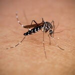 Toda la vida usando antipicaduras para los mosquitos y resulta que sólo necesitaba el móvil y este accesorio