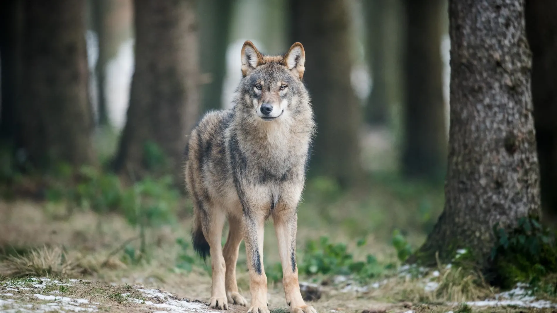 Cantabria acusa al MITECO de querer "amordazar" a las CCAA tras demostrar que la conservación del lobo es "favorable"
