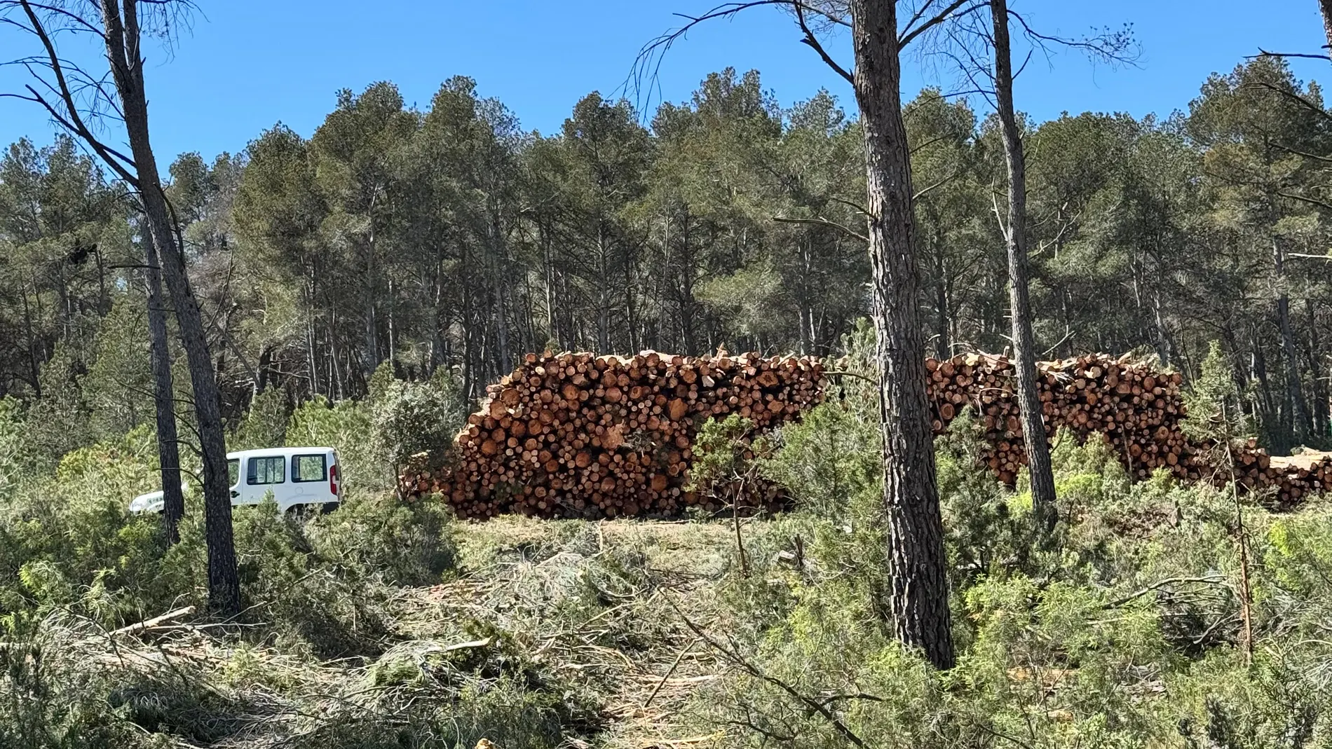 Parte de la madera subastada de los montes de Tuéjar