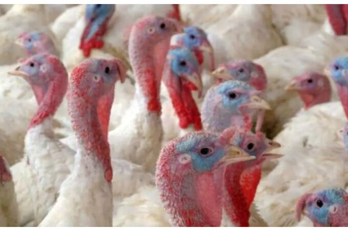Detectan un foco de gripe aviar en una granja de Badajoz: estas son las medidas de contención que se están aplicando