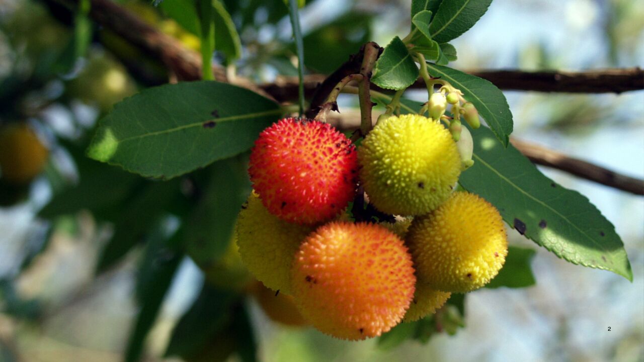 Los frutos mas raros del planeta: son cinco y muy poca gente los ha ...