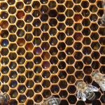 Abejas en un panal