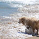 Área de perros de la playa de Llevant en Barcelona Área de perros de la playa de Llevant en Barcelona
