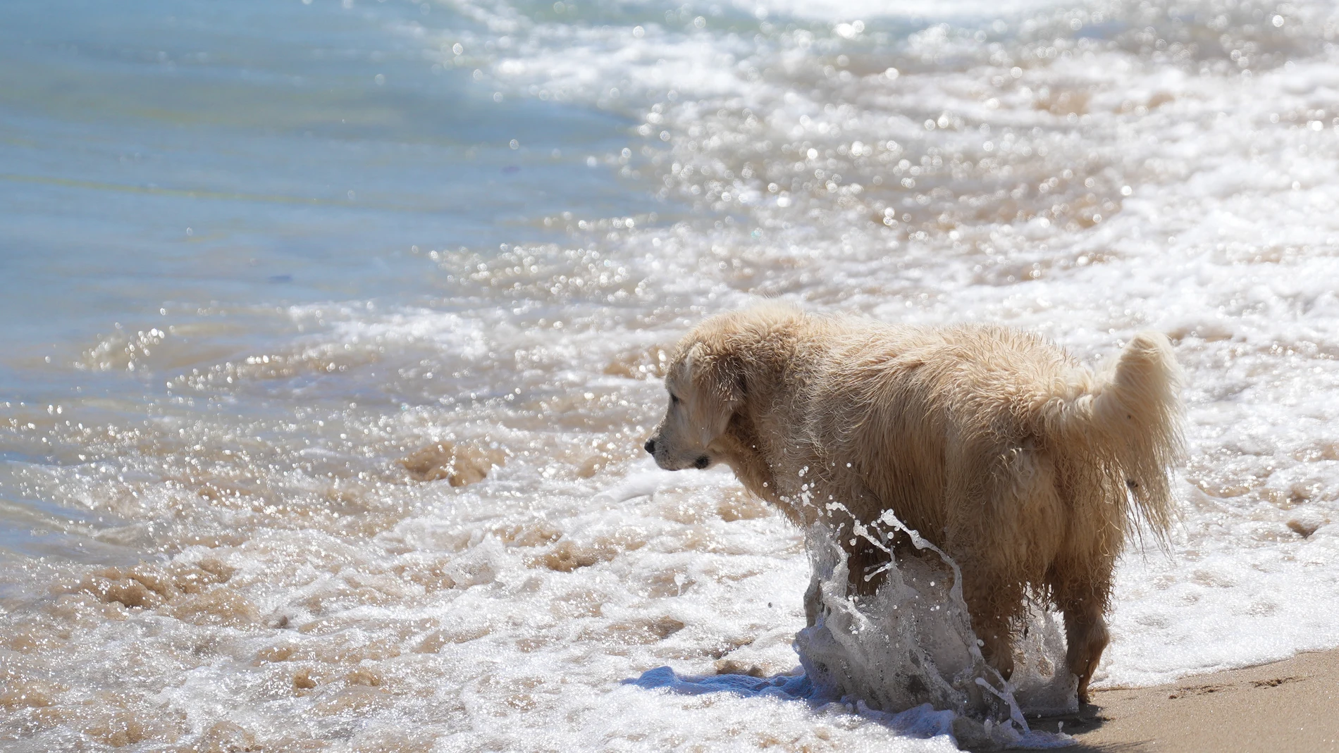 Un perro en el área de perros de la playa de Llevant, a 21 de julio de 2025, en Barcelona, Catalunya (España). En la temporada alta de baño, del 24 de mayo al 11 de septiembre, en la parte norte de la playa de Llevant se delimita un área para que puedan acceder los perros. 21 JULIO 2025 David Zorrakino / Europa Press 21/07/2025