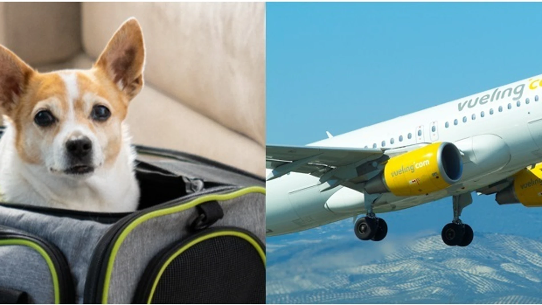 Vueling registra un 57% más de vuelos con mascotas en los últimos cinco años REMITIDA / HANDOUT por VUELING Fotografía remitida a medios de comunicación exclusivamente para ilustrar la noticia a la que hace referencia la imagen, y citando la procedencia de la imagen en la firma 21/07/2025