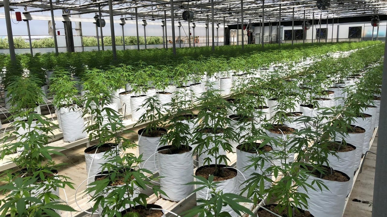 Una empresa despide a un trabajador tras 27 años por usar CBD para tratar su enfermedad: “Me castigan por cuidarme”