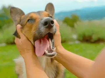 Un perro dejándose acariciar Un perro dejándose acariciar