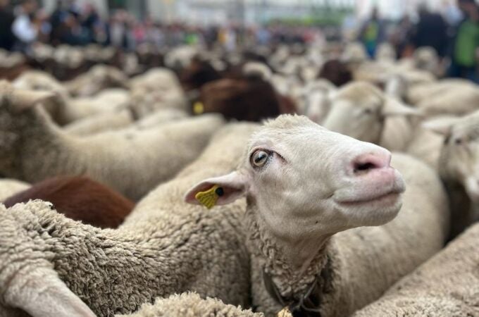 Economía/Ganadería.- Cantabria detecta los primeros casos del serotipo 3 de lengua azul, con tres focos confirmados