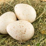 ¿Por qué comemos huevos de gallina, de pato y de codorniz, pero no de pavo? 