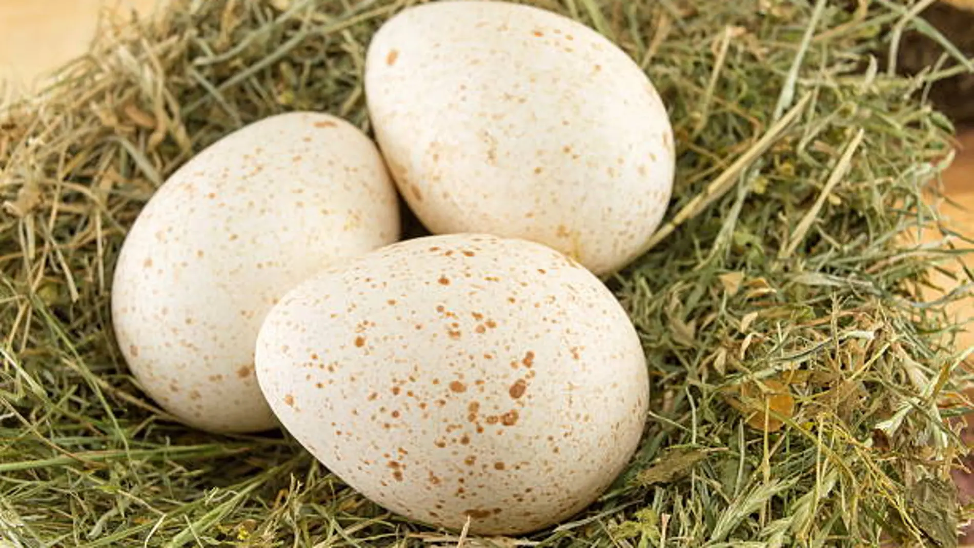 ¿Por qué comemos huevos de gallina, de pato y de codorniz, pero no de pavo?