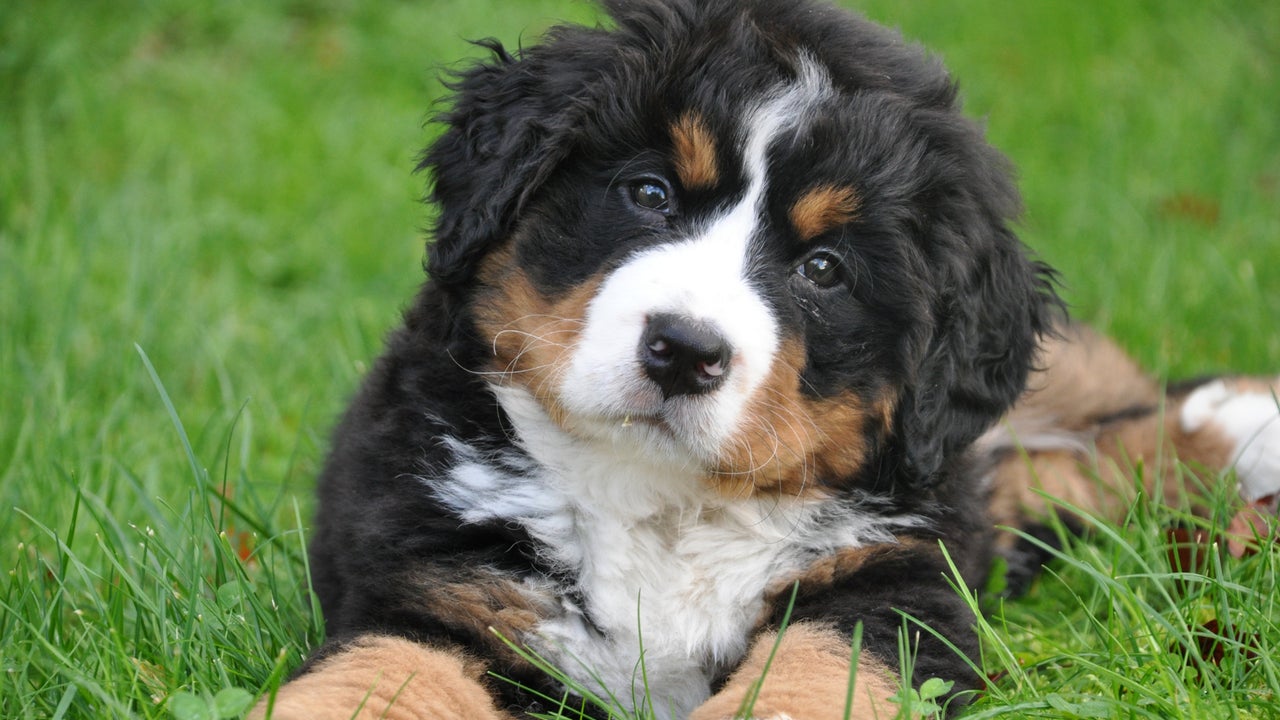 ¿Por qué mi perro apesta? Lo que necesitas saber sobre su olor corporal