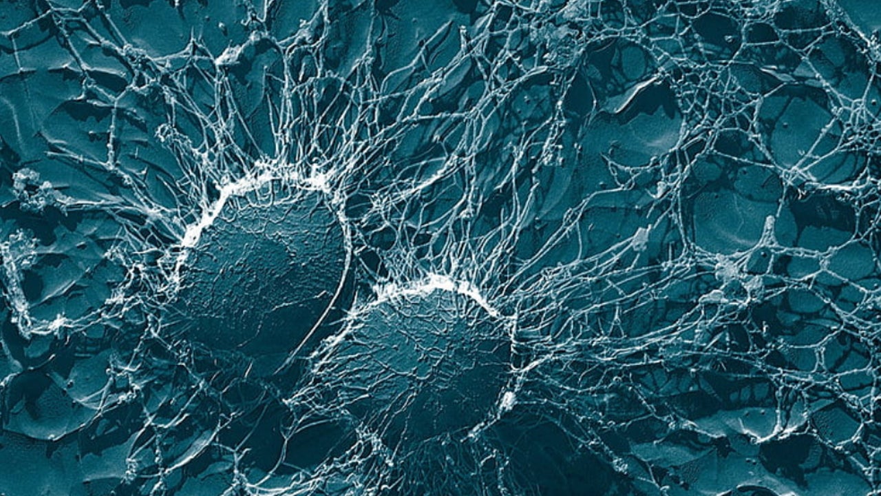 Científicos crean una forma de vida completamente nueva y superior a la creada por la naturaleza