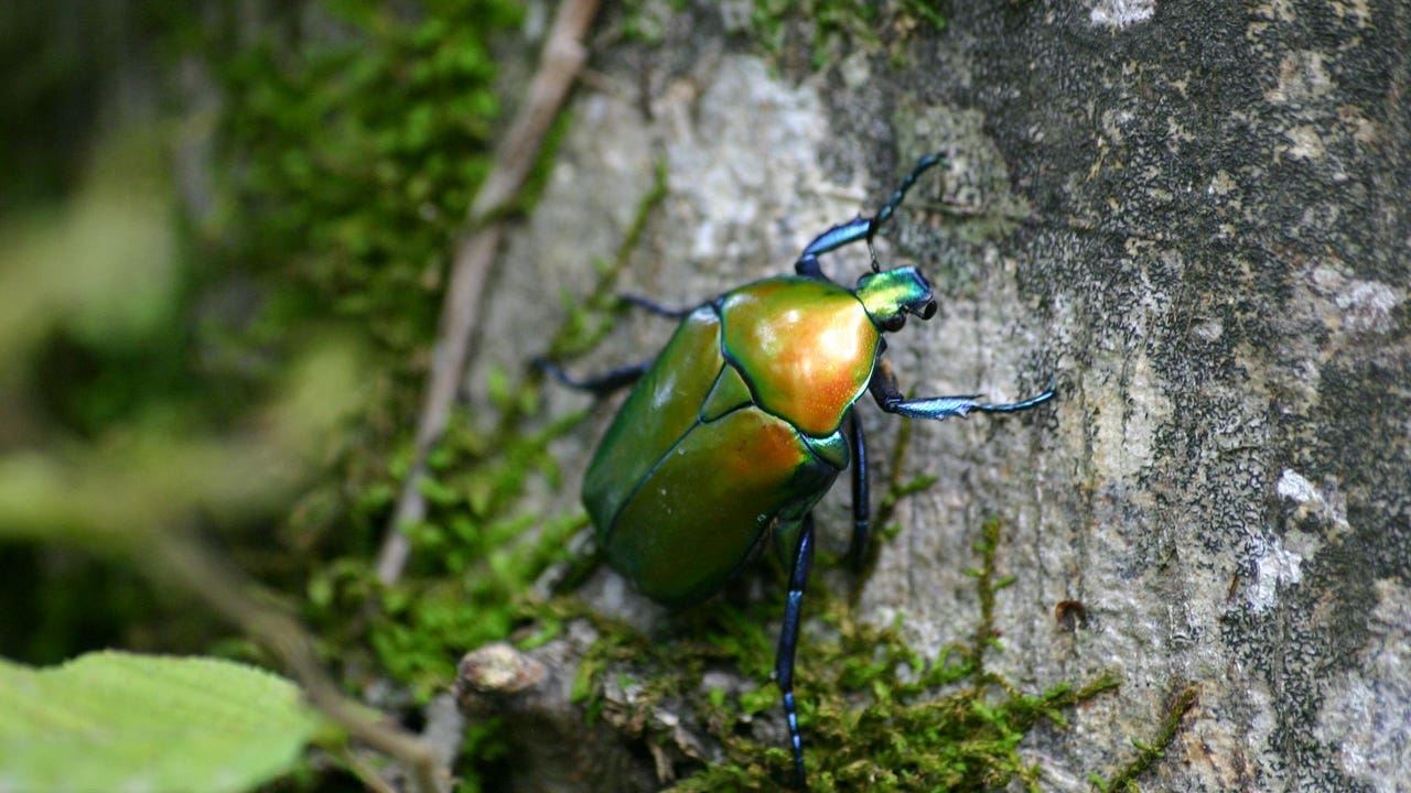 Así es el voraz insecto que plaga los bosques de Europa pero evita España
