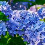 Las hortensias florecerán de un azul brillante si se espolvorea un ingrediente de cocina en la tierra