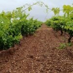 MURCIA.-CyL recaba el apoyo unánime de todas las CCAA para solicitar a Agricultura mejoras en seguros de viñedos por el Mildiu