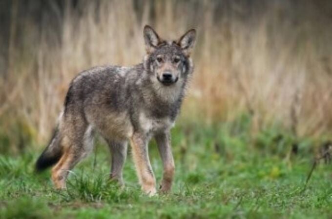 Alianza Verde recurre el plan de gestión del lobo de Cantabria y pide que se suspendan las extracciones