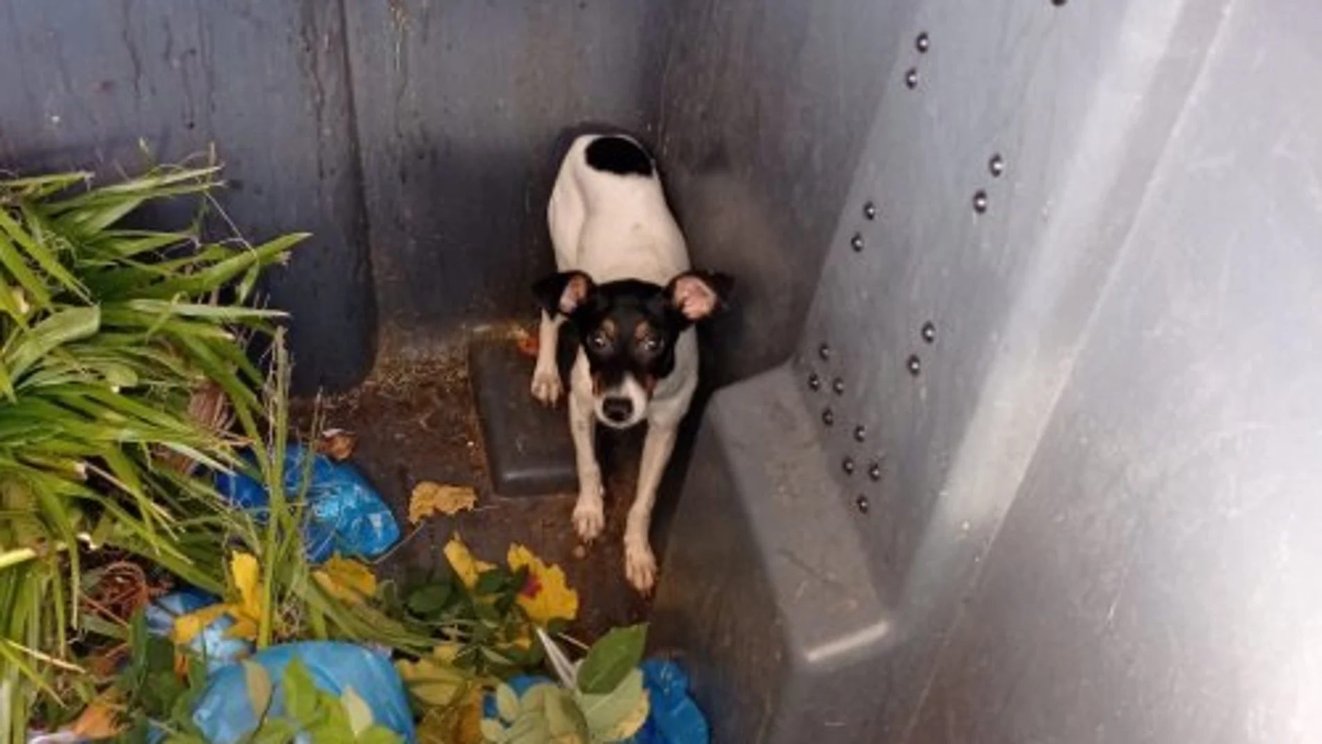 La Policía rescata a un cachorro de perro en Córdoba casi deshidratado que habían tirado en un contenedor de basura