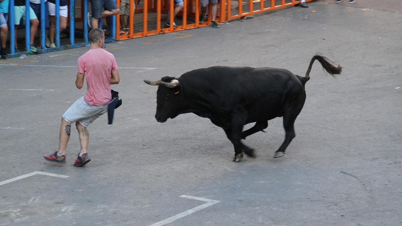 Intensifican la búsqueda de las cinco vacas huidas en Alcalà de Xivert (Castellón) tras más de 48 horas de toque de queda