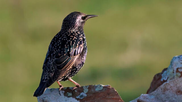 Un estornino pinto en el campo