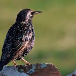 Un estornino pinto en el campo