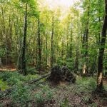 Los bosques europeos absorben menos CO2 y están en riesgo los objetivos de la UE, según un estudio