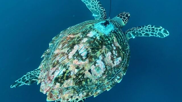 La tortuga gigante, conocida por su nombre cient&iacute;fico como Chelonoidis niger, se consideraba extinta en Gal&aacute;pagos desde mediados del siglo XIX. Imagen de archivo
