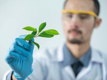 Botánico en el laboratorio