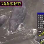 Ballenas en la costa de Japón